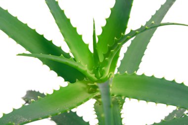 aloe vera yaprağı