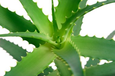 aloe vera yaprağı