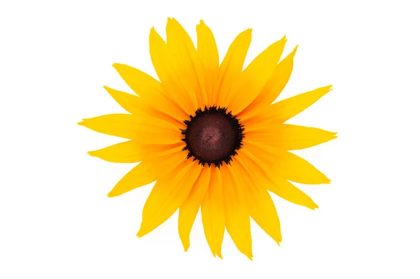 Blühender Rudbeckia-Blütenkopf — Stockfoto