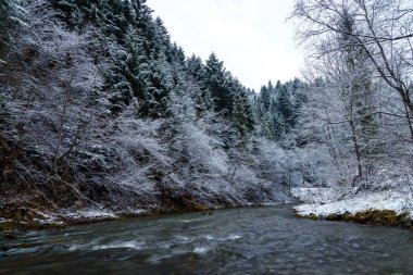 Karpat Dağları 'ndaki güzel nehir