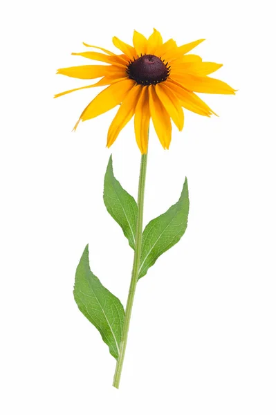 Blühende Rudbeckia-Blume — Stockfoto