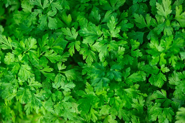 パセリの葉の緑の背景 — ストック写真