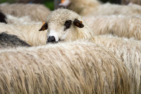 群羊 — 图库照片