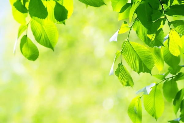 Fondo de hojas verdes vibrantes —  Fotos de Stock