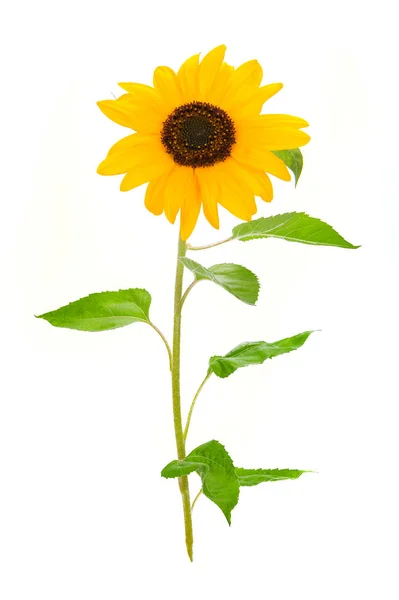 A napraforgó virága — Stock Fotó