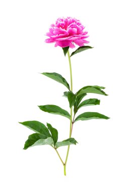 Beyaz üzerine şakayık çiçeği