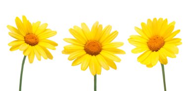 Yellow daisy on a white