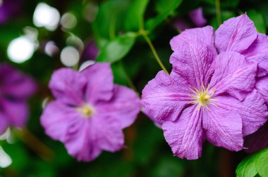 Çiçek açan menekşe klematis çiçeği.