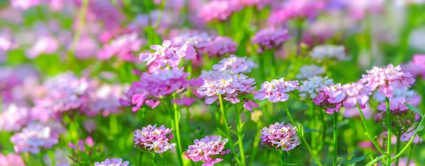 Piękne Świeże Tło Wiosny Kwitnącymi Fioletowymi Kwiatami Słońcu Bardzo Niski — Zdjęcie stockowe