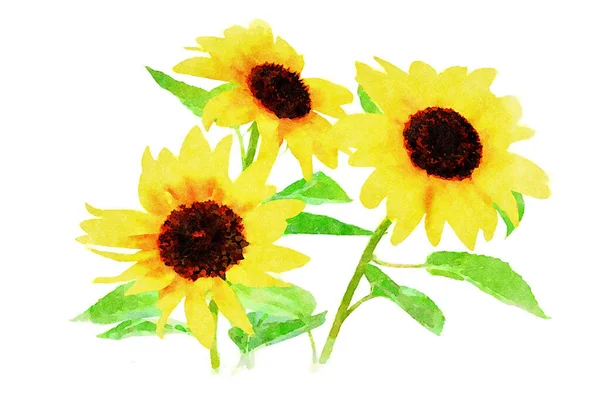 Lienzo Pintura Arte Digital Hermosos Girasoles Amarillos Aislados Sobre Fondo —  Fotos de Stock