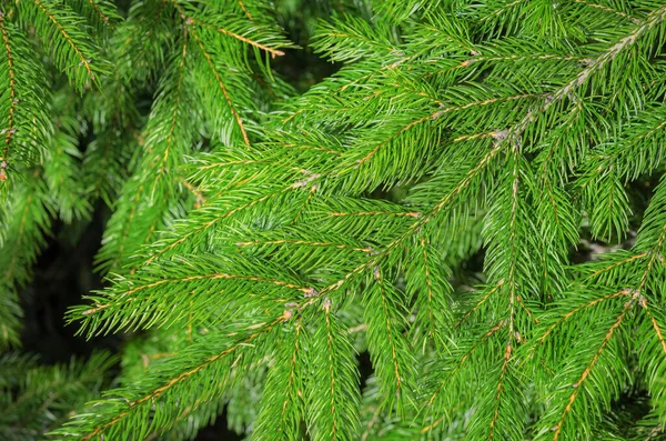 Natural Background Green Fresh Spruce Branches Close Stock Image