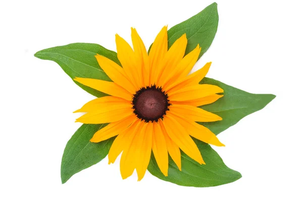 Horní Pohled Kvetoucí Květinu Rudbeckia Žlutými Okvětními Lístky Zelenými Listy — Stock fotografie