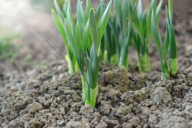 Ev işleri konsepti. Bahar çiçeklerine yakın çekim Güneşli bir günde bahçede nergisler