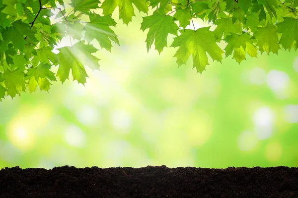 Natuurlijke Lente Achtergrond Verse Groene Bladeren Van Kloon Bruine Grond — Stockfoto