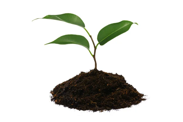 New Life Concept Young Green Plant Heap Brown Soil Isolated Royalty Free Stock Images