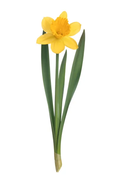 Studio Záběr Perfektní Žluté Narcisy Květ Izolované Bílém Pozadí Close — Stock fotografie