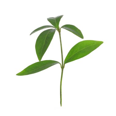Periwinkle 'ın genç yeşil bitkisi yakın plan beyaz arka planda izole edilmiş.