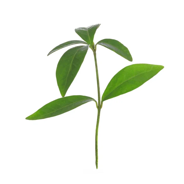 Jovem Planta Verde Periwinkle Isolado Fundo Branco Close — Fotografia de Stock