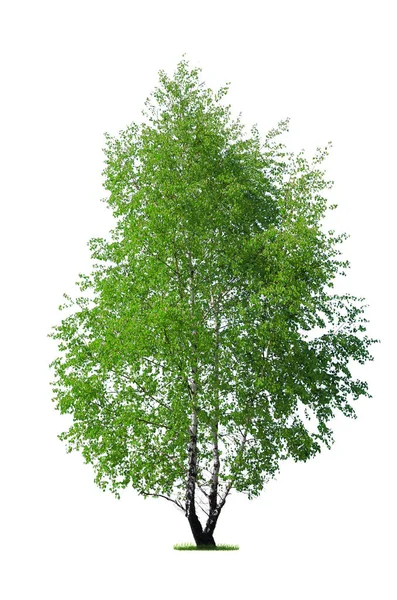 Betulla Fresca Verde Isolata Fondo Bianco Dettagli Alti — Foto Stock