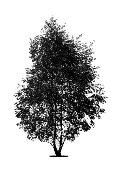 Silhueta Uma Árvore Vidoeiro Preta Isolada Fundo Branco Detalhes Altos — Fotografia de Stock