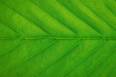 Taze yeşil yaprak dokusu arkaplanının yakın plan görüntüsü (yüksek detaylar)