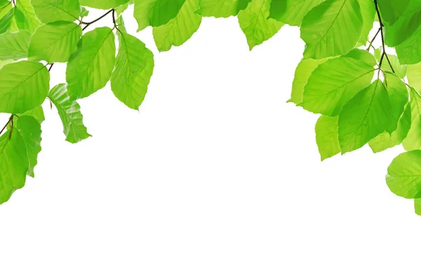 Voorjaar Eco Vriendelijke Template Levendige Groene Takken Van Beuken Geïsoleerd — Stockfoto
