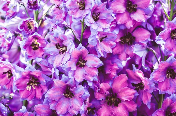Красивые розовые и фиолетовые цветы — стоковое фото