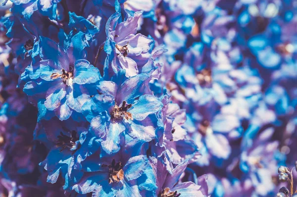 Mooie blauwe en paarse bloemen — Stockfoto