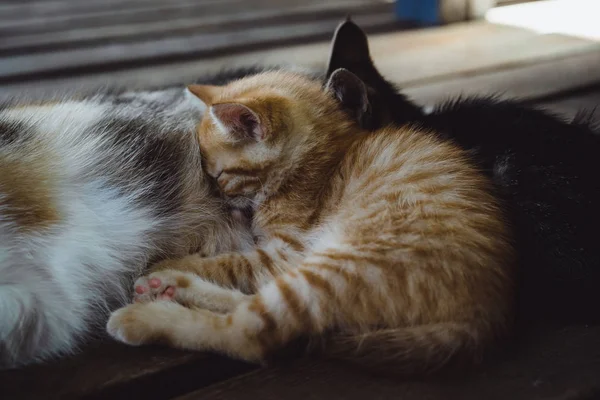 Tricolor Katze mit schlafenden Kätzchen — Stockfoto