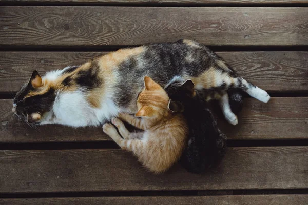 Gato tricolor com gatinhos dormindo — Fotografia de Stock