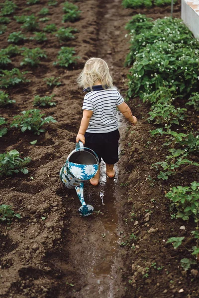 Niño asperja camas de fresa de regadera — Foto de Stock