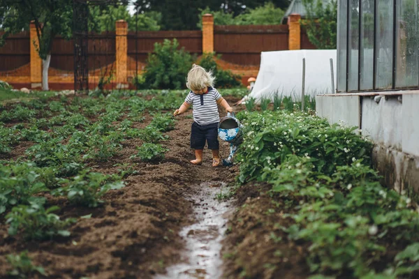 Niño asperja camas de fresa de regadera — Foto de Stock