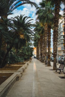 palmiye ağaçları yakınındaki banklar ile boş kaldırım
