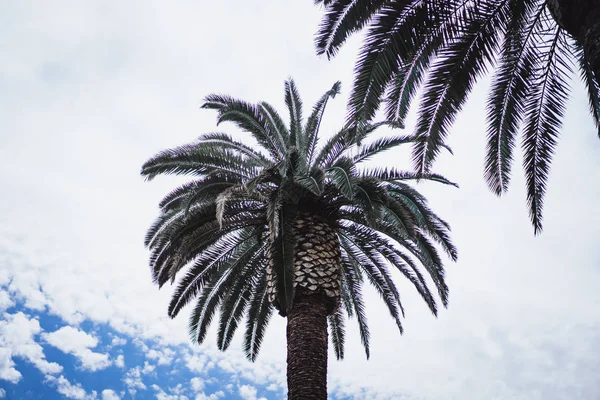 Palm pohon terhadap langit mendung — Stok Foto