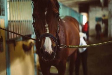 At ayakta istikrarlı