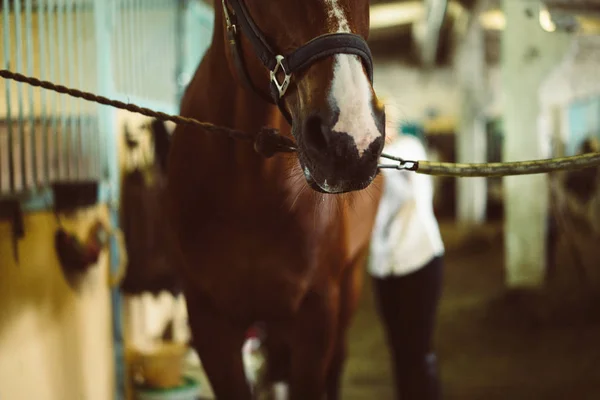 Paard staande in stal — Stockfoto
