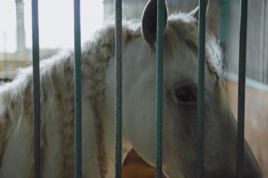 Beyaz at ağıl içinde