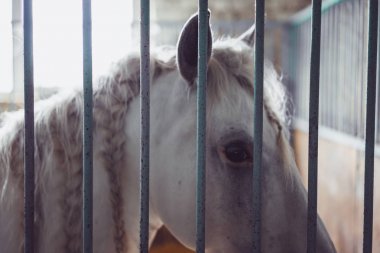 Beyaz at ağıl içinde