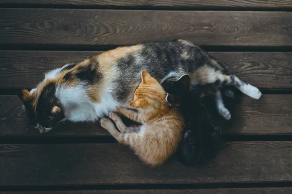 Gatos Bonitos Dormindo Chão Madeira — Fotografia de Stock