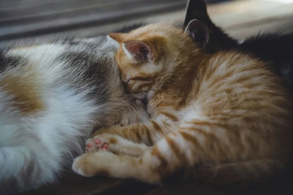 Lindos Gatos Durmiendo Madera Piso — Foto de Stock