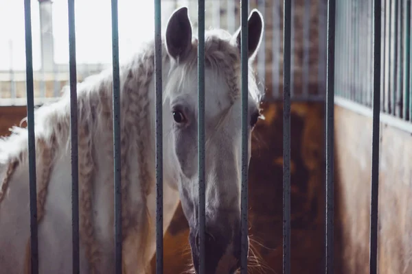 White horse in corral — Stockfoto