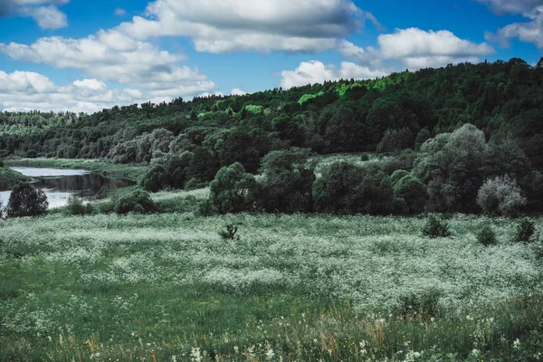 Prachtige Landschap Van Groene Veld Zomertijd — Stockfoto