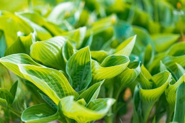 Vadinin zambakları, yeşil yapraklar, arka plan