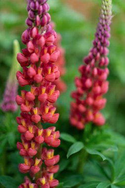 Güzel pembe çiçeklerin yakın çekim görüntüsü