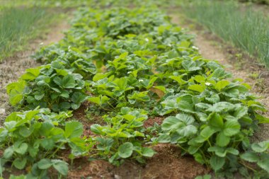 Bahçede çilek yetişiyor.