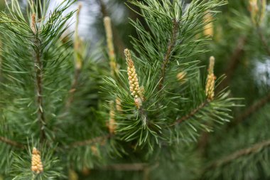 Ladin çam kozalakları arka plan