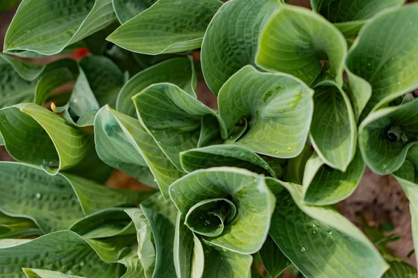 Maiglöckchen Grüne Blätter Hintergrund — Stockfoto