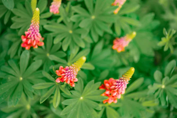 Güzel Pembe Çiçeklerin Yakın Çekim Görüntüsü — Stok fotoğraf