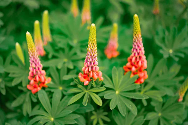 Vista Cerca Hermosas Flores Rosadas — Foto de Stock