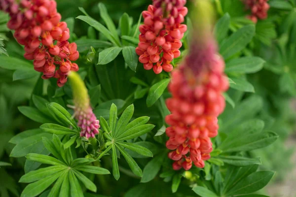 Närbild Vackra Rosa Blommor — Stockfoto